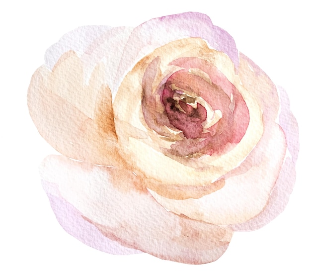 Fiore rosa chiaro dell'acquerello isolato su bianco. Elemento romantico per cancelleria per matrimoni, biglietti di auguri, poster floreali e decorazioni.