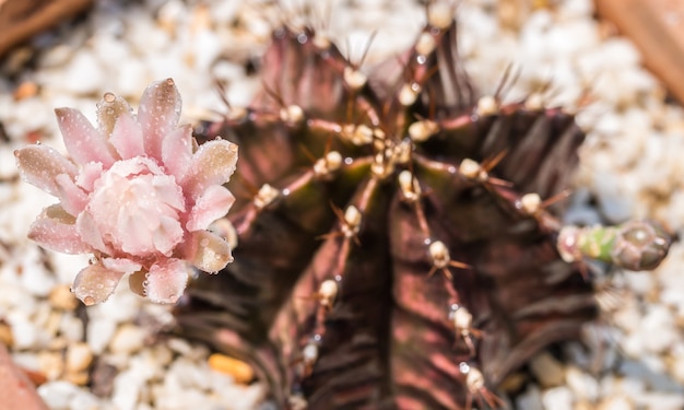 Fiore rosa chiaro di cactus