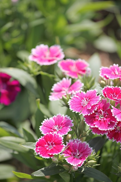 Fiore rosa chinensis Dianthus.