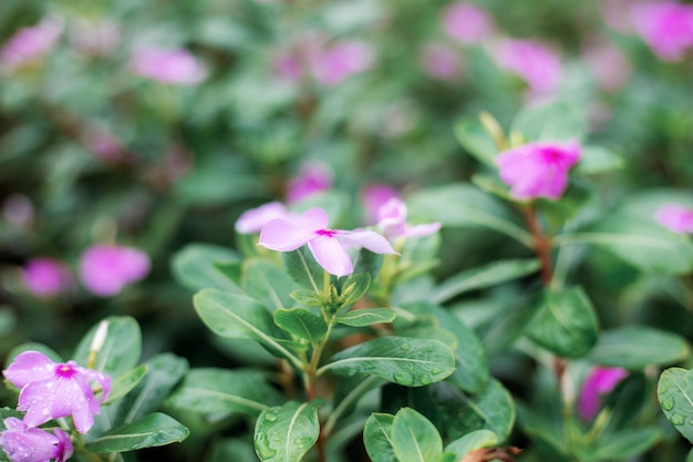 Fiore rosa con luce solare.