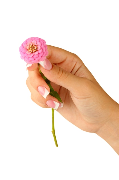 Fiore rosa con mano di donna su sfondo bianco