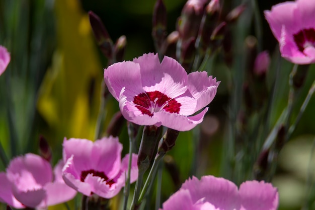 Fiore rosa con sfondo sfocato