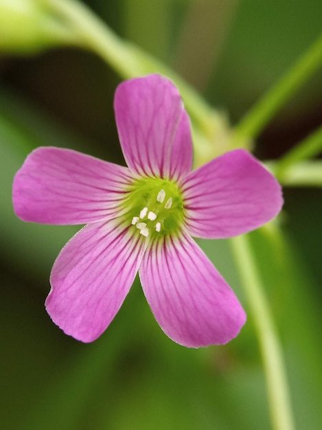 Fiore rosa con sfondo verde