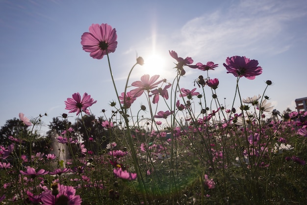 fiore rosa cosmo che fiorisce nel campo