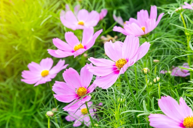 fiore rosa cosmo nel campo