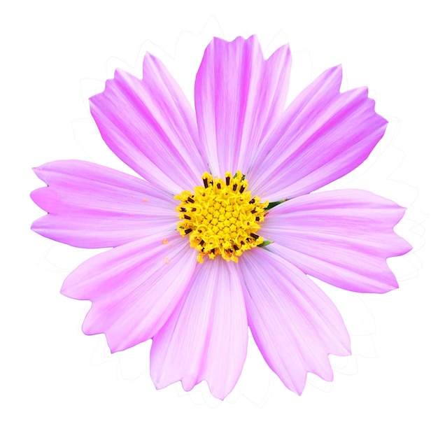 Fiore rosa Cosmos isolato su sfondo bianco Fiore Cosmo è una pianta ornamentale