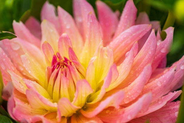 Fiore rosa dalia con gocce di pioggia in giardino, soft focus.