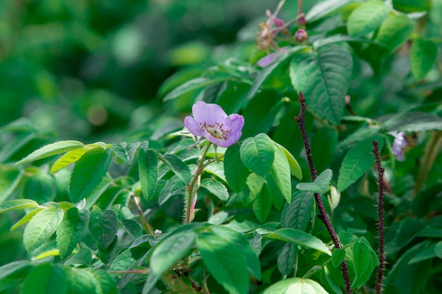 fiore rosa del cinorrodo fra le foglie verdi