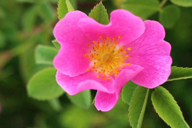 Fiore rosa del cinorrodonte in estate.