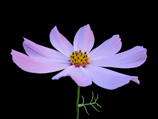 Fiore rosa del cosmo isolato