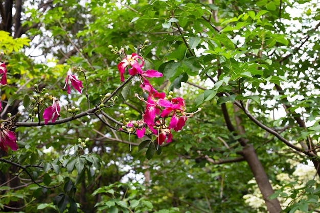 Fiore rosa del fiore di chorisia dell'albero del filo di seta
