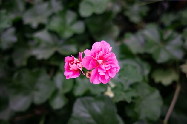 Fiore rosa del geranio in Cameron Highland - città del fiore