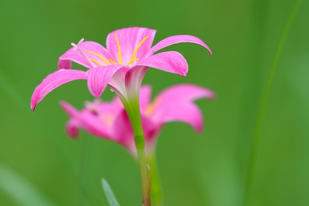 Fiore rosa del ninfeo su sfondo naturale verde