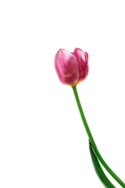 Fiore rosa del tulipano su bianco isolato