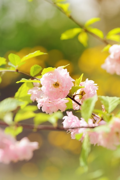 Fiore rosa dell'albero nel giardino. Bella primavera