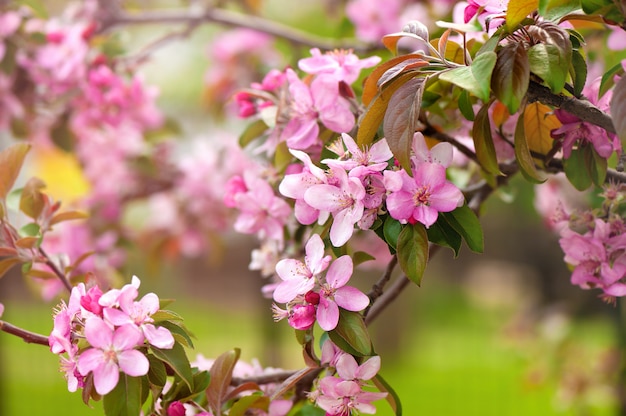 Fiore rosa dell'albero nel giardino. Bella primavera