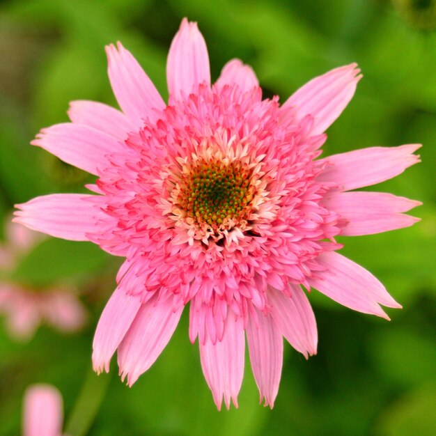 Fiore rosa dell'echinacea nel giardino Pianta medica