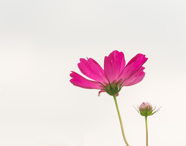 Fiore rosa dell&#39;universo che fiorisce meravigliosamente per fondo.