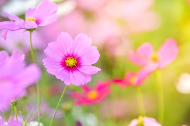 Fiore rosa dell&#39;universo nel campo dell&#39;universo