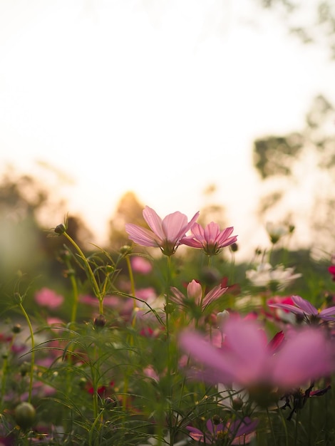 Fiore rosa dell'universo nel giardino con l'ora del tramonto