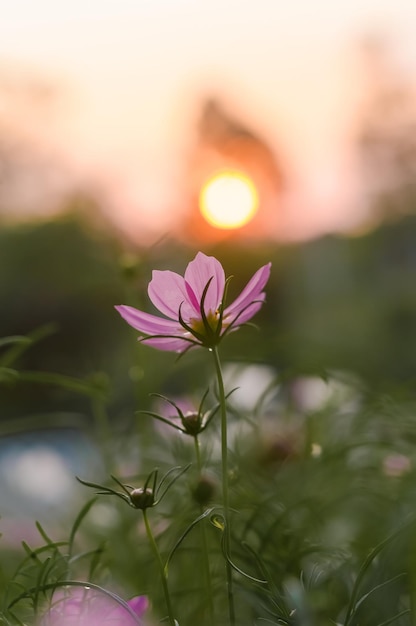 Fiore rosa dell'universo nel giardino con l'ora del tramonto