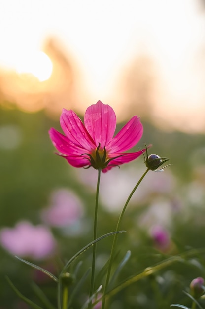 Fiore rosa dell'universo nel giardino con l'ora del tramonto