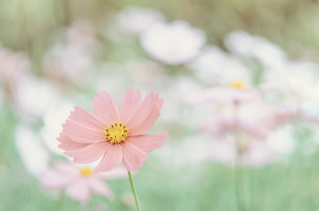 Fiore rosa dell&#39;universo