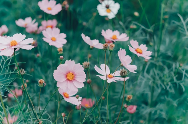 Fiore rosa dell&#39;universo