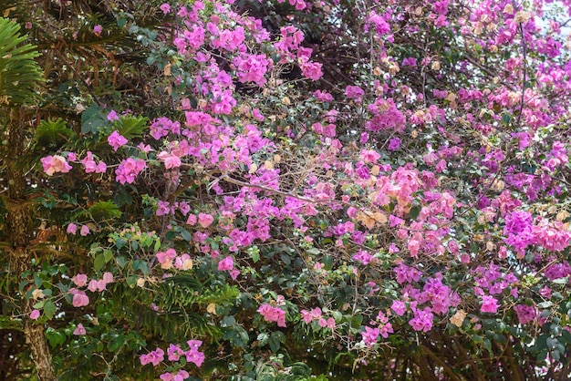 Fiore rosa della buganvillea in primo piano all'aperto