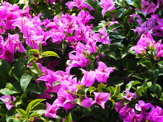 Fiore rosa della buganvillea nella fioritura.