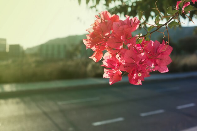 Fiore rosa della buganvillea sul fondo di paesaggio urbano