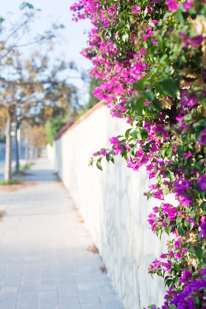 Fiore rosa della buganvillea sul fondo di paesaggio urbano