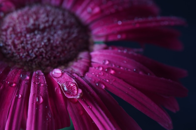 Fiore rosa della gerbera con gocce d'acqua - primo piano