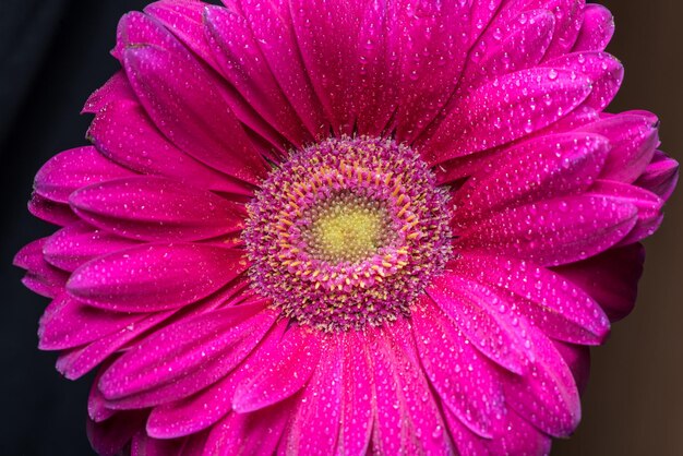 Fiore rosa della gerbera con le gocce di acqua sul fondo nero del primo piano