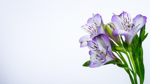 Fiore rosa di alstroemeria