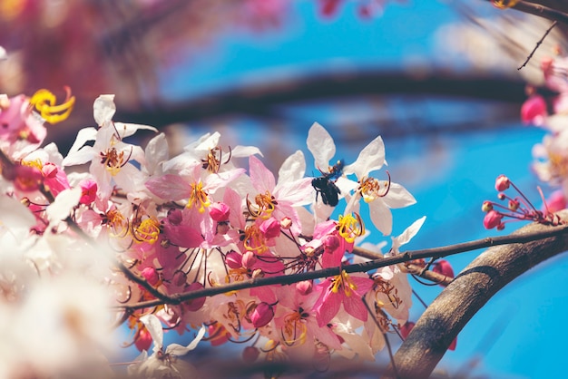 Fiore rosa di bakeriana della cassia con cielo blu, fiore rosa