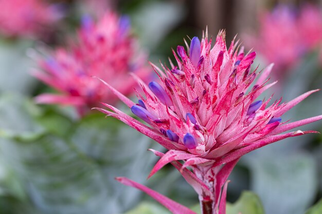 Fiore rosa di bromeliacea nel giardino