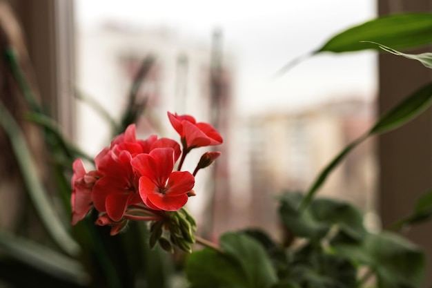 Fiore rosa di fioritura del pelargonio del geranio sul davanzale della finestra sulla pianta della casa in vaso sullo sfondo della città