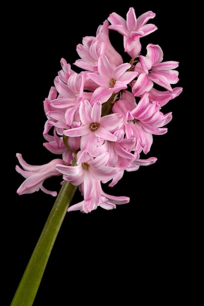 Fiore rosa di giacinto isolato su sfondo nero