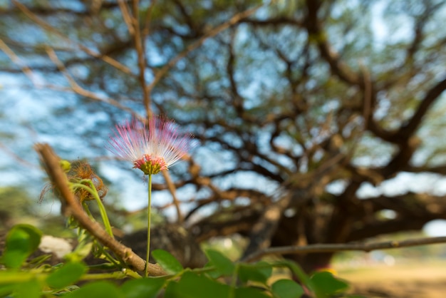 Fiore rosa di grande albero