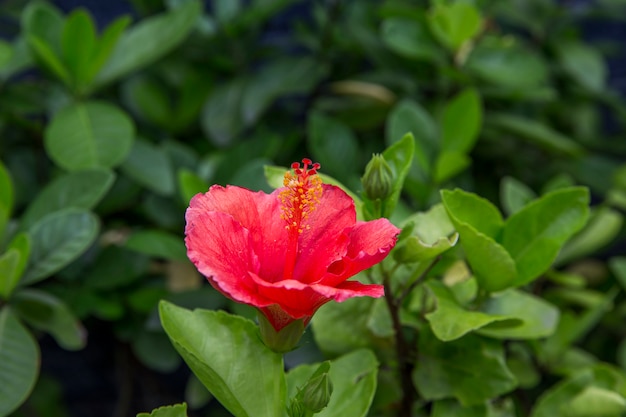 Fiore rosa di hibiscus rosa sinensis con polline giallo, fuoco selettivo.