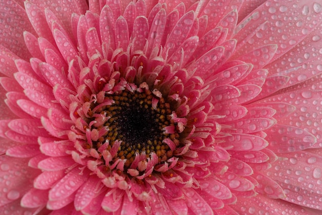 Fiore rosa di margherita Gerbera