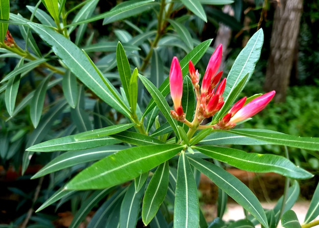 Fiore rosa di Nerium Oleander in giardino