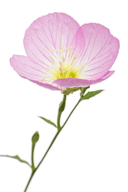 Fiore rosa di Oenothera isolato su sfondo bianco