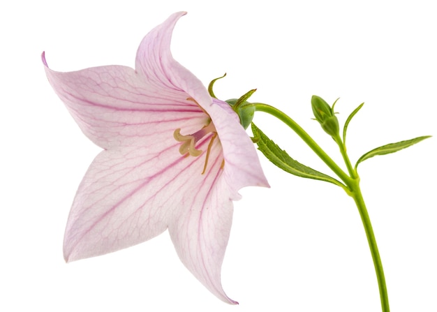 Fiore rosa di Platycodon Platycodon grandiflorus o campanule isolati su sfondo bianco
