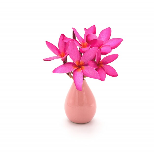 Fiore rosa di plumeria in vaso rosa isolato