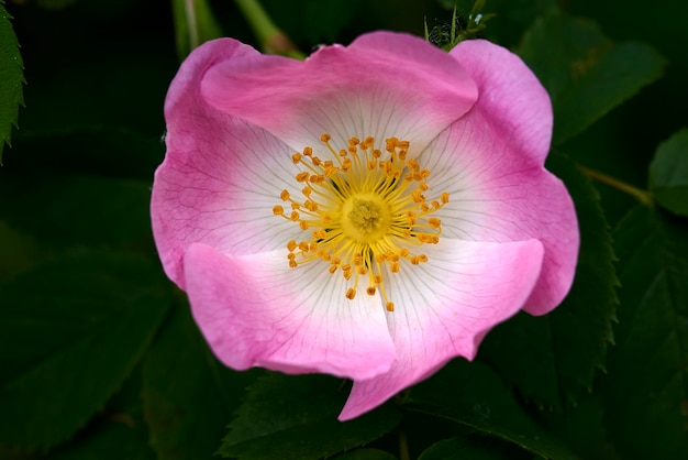 Fiore rosa di rosa selvatica, macro