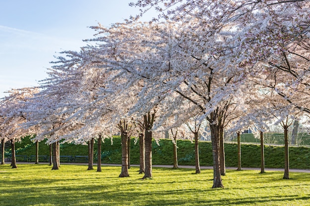 Fiore rosa di sakura, albero del fiore di ciliegia in parco.