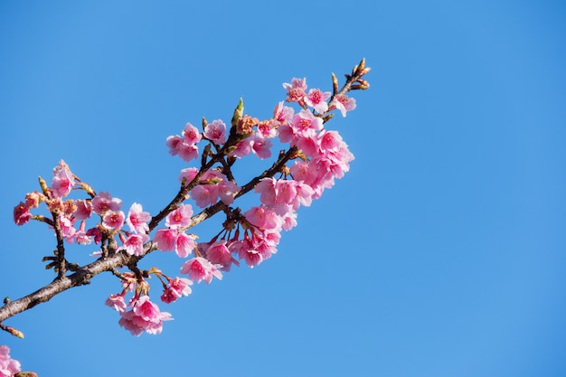 Fiore rosa di sakura contro cielo blu con copyspace per testo.