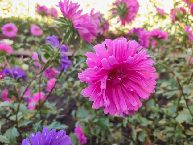 Fiore rosa di un aster